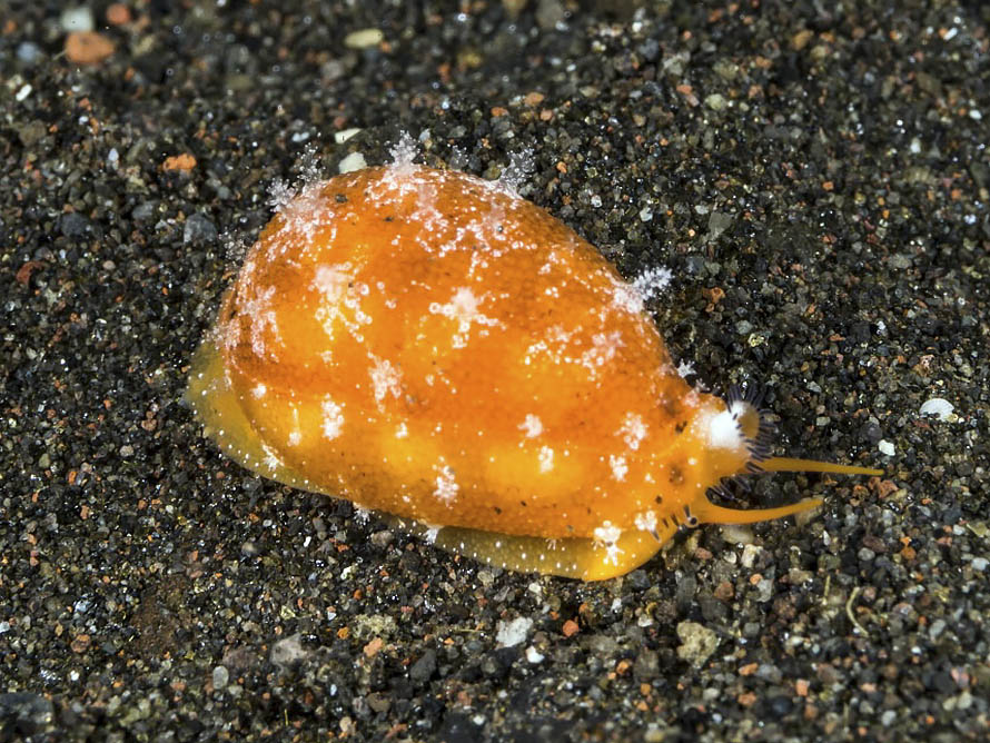 Palmadusta ziczac